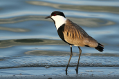Αγκαθοκαλημανα (Vanellus spinosus) στο δελτα του Εβρου