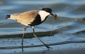 Αγκαθοκαλημανα (Vanellus spinosus) στο δελτα του Εβρου