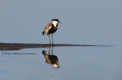 Αγκαθοκαλημανα (Vanellus spinosus) στο δελτα του Εβρου