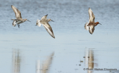 Δρεπανοσκαλιδρες (Calidris ferruginea) στο δελτα του Εβρου