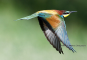 Μελισσοφαγος (Merops apiaster) στο δελτα του Εβρου