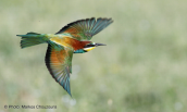 Μελισσοφαγος (Merops apiaster) στο δελτα του Εβρου