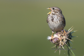 Τσιφτας (Emberiza calandra) στο δελτα του Εβρου