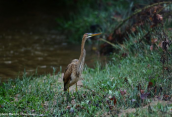 Πορφυροτσικνιας (Ardea purpurea) στον Κηφισο (Αττικη)