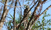Ξεφτερι (Accipiter nisus) στο Κηφισο (Αττικη)