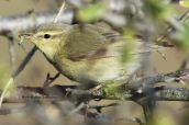 Θαμνοφυλλοσκόπος (Phylloscopus trochilus) εχει χασει την ουρα του Παρολα αυτα δεν πτοειται και πιανει μικρες καμπιες Φωτογραφια απο τη Παρνηθα