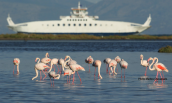 Φοινικοπτερα (Phoenicopterus ruber) στη λιμνοθαλασσα Ωρωπου