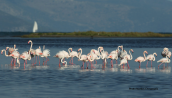 Φοινικοπτερα (Phoenicopterus ruber) στη λιμνοθαλασσα Ωρωπου