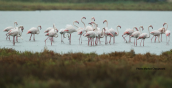 Φοινικοπτερα (Phoenicopterus ruber) στη λιμνοθαλασσα Ωρωπου