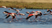 Φοινικοπτερα (Phoenicopterus ruber) στη λιμνοθαλασσα Ωρωπου