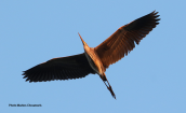 Πορφυροτσικνιας (Ardea purpurea) στη λιμνοθαλασσα Ωρωπου