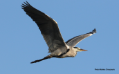 Σταχτοτσικνιας (Ardea cinerea) στη λιμνοθαλασσα Ωρωπου