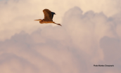 Πορφυροτσικνιας (Ardea purpurea) στη λιμνοθαλασσα Ωρωπου