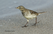 Νεροκελαδα (Anthus spinoletta) στη λιμνοθαλασσα Ωρωπου