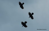 Κορακια (Corvus corax) στη Παρνηθα