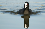 Φαλαριδα (Fulica atra) στο παρκο Τριτση