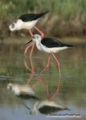Καλαμοκανας Himantopus himantopus