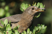 Κοτσυφας (Turdus merula ) στο Σχινια