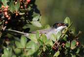 Μαυροτσιροβακος (Sylvia melanocephala) στο Σχινια