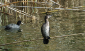 Λαγγονα (Phalacrocorax pygmeus) στο Σχινια
