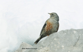 Χιονοψάλτης (Prunella collaris)
