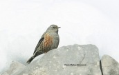 Χιονοψάλτης (Prunella collaris)