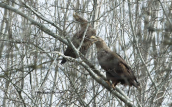 Ζευγαρι θαλασσαετων  (Haliaeetus albicilla) στη Κερκινη