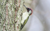 Πρασινος δρυοκολαπτης (Picus viridis) στη Κερκινη