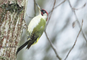 Πρασινος δρυοκολαπτης (Picus viridis) στη Κερκινη
