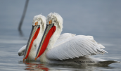 Αργυροπελεκανοi (Pelecanus crispus) στη λιμνη Κερκινη