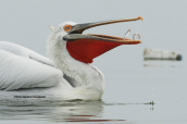 Αργυροπελεκανος (Pelecanus crispus) στη λιμνη Κερκινη