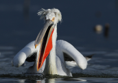 Αργυροπελεκανος (Pelecanus crispus) στη λιμνη Κερκινη