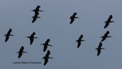 Χαλκοκοτες (Plegadis falcinellus) στο Σχινια