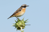 Καστανολαιμης (Saxicola rubetra) στη λιμνη του Δυστου