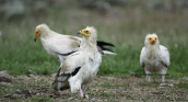 Ασπροπαρηδες (Neophron percnopterus) στο δασος της Δαδιας