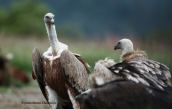 Ορνια (Gyps fulvus) στο δασος της Δαδιας