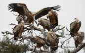 Ορνια (Gyps fulvus) στο δασος της Δαδιας