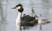 Σκουφοβουτηχαρι (Podiceps cristatus) με τα μικρα του στις λιμνες των Πρεσπων