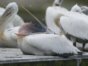 Αργυροπελεκανος (Pelecanus crispus) στις Πρεσπες