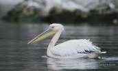 Ροδοπελεκανος (Pelecanus onocrotalus) στις λιμνες των Πρεσπων
