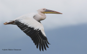 Ροδοπελεκανος (Pelecanus onocrotalus) στις λιμνες των Πρεσπων