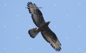 Σφηκιαρης (Pernis apivorus) στη Παρνηθα