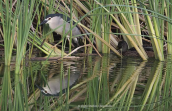 Νυχτοκορακας (Nycticorax nycticorax) στο παρκο Τριτση