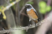 Φοινικουρος (Phoenicurus phoenicurus) στη Παρνηθα