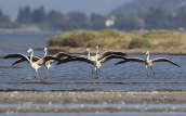 Φοινικοπτερα (Phoenicopterus ruber) στη λιμνοθαλασσα Ωρωπου