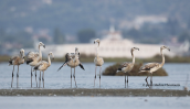 Φοινικοπτερα (Phoenicopterus ruber) στη λιμνοθαλασσα Ωρωπου