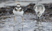 Αμμοσφυριχτης (Charadrius hiaticula) στη λιμνοθαλασσα Ωρωπου