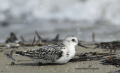 Λευκοσκαλιδρα (Calidris alba) στη λιμνοθαλασσα Ωρωπου