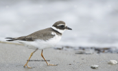 Αμμοσφυριχτης (Charadrius hiaticula) στη λιμνοθαλασσα Ωρωπου