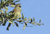 Σιρλοτσιχλονο (Emberiza cirlus) στη Παρνηθα